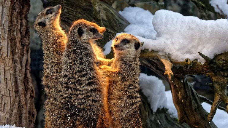 Die Erdmännchen im Opel-Zoo halten sich im Winter besonders gerne unter der Wärmelampe auf. 