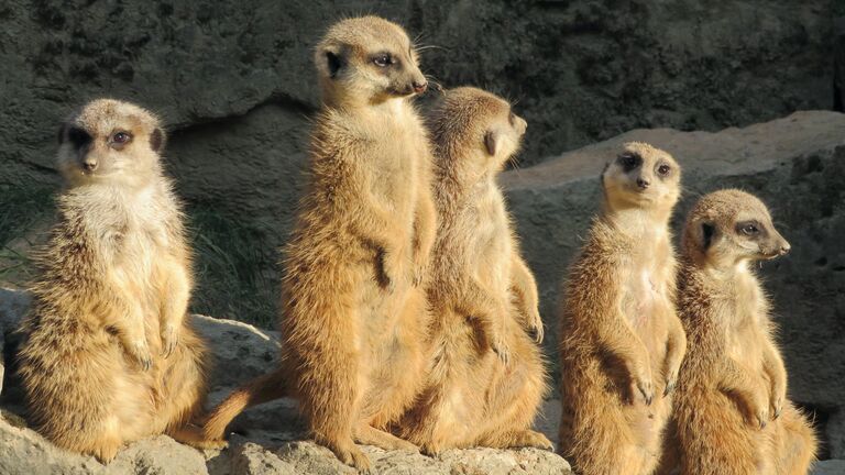 Erdmännchen im Opel-Zoo bei Kronberg.