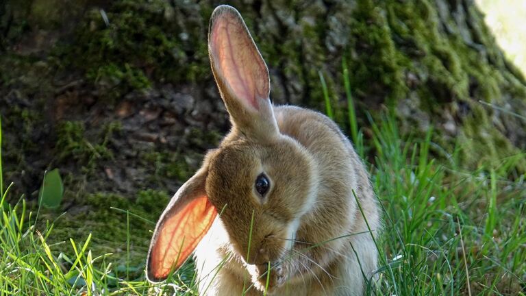 Die tiefstehende Sonne lässt die Ohren dieses Kaninchens leuchten.