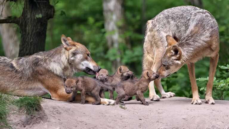 Im Wildpark „Alte Fasanerie“ in Hanau sind die beiden europäischen Wölfe Leyla und Romulus mit der Pflege und Aufzucht ihrer im Mai geborenen Welpen beschäftigt. 