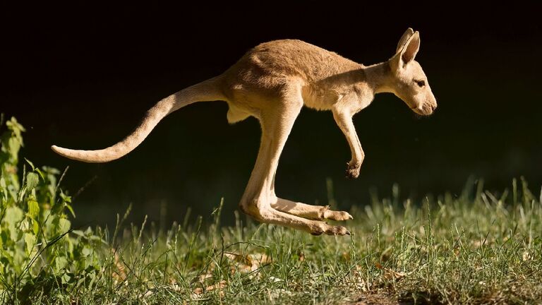 Ein junges Rotes Riesenkänguru im Opel-Zoo verlässt immer häufiger den Beutel seiner Mutter und springt im Gehege umher. 