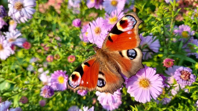 Ein Schmetterling hat sich auf einer Blumenwiese niedergelassen.