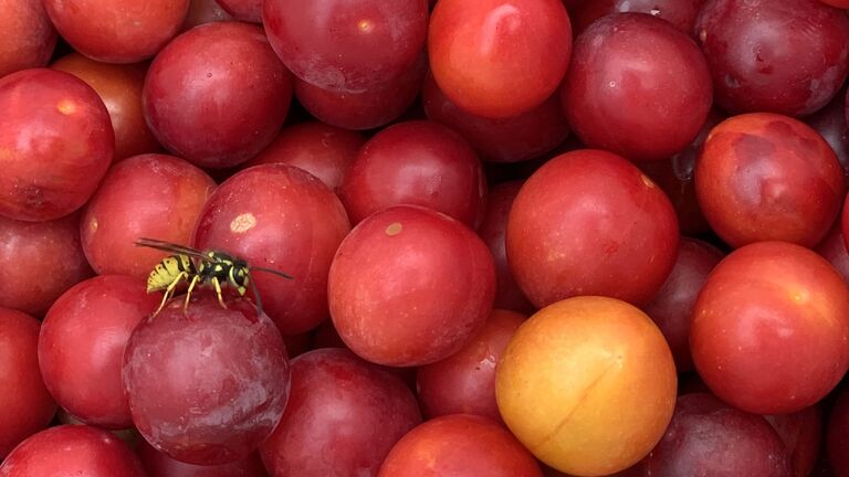 Eine Wespe interessiert sich für diese in Südhessen frisch geernteten Aprikosen. Die Früchte sind meist gelb, aber sie kommen nach Angaben des Fotografen auch in rot vor. 