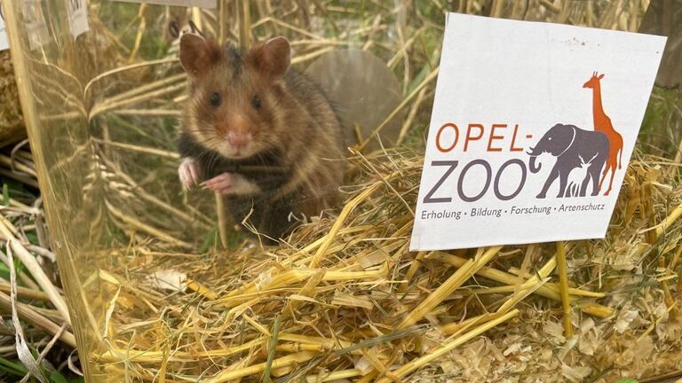Einer von zwölf Feldhamstern, die im Opel-Zoo und im Zoo Osnabrück gezüchtet worden waren, wartete Ende August in einer Transportkiste auf seine Auswilderung im Hochtaunuskreis. 