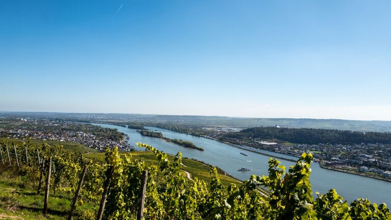 Von den Weinbergen oberhalb von Rüdesheim geht der Blick über den Rheingau und das Rheintal. 