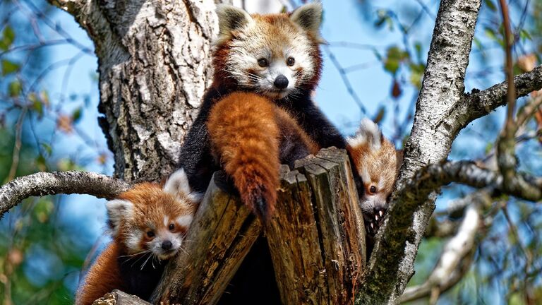 Die Roten Pandas im Opel-Zoo, die schon im Sommer zur Welt gekommen waren, verlassen jetzt öfter ihre Wurfhöhle und zeigen sich in der Außenanlage. 