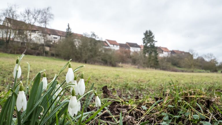 Schneeglöckchen Blühen Auf Einem Feld Am Rand Des Idsteiner Stadtteils Walsdorf.