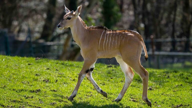 Nachwuchs bei den Elenantilopen im Opel-Zoo: Das am 5. März geborene Tier kann bis zu 1,70 Meter groß und 1.000 Kilogramm schwer werden. 
