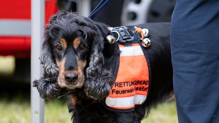 Ein Rettungshund der Frankfurter Feuerwehr. 