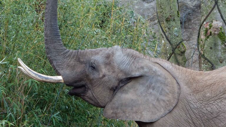 Der Afrikanische Elefant „Tamo“ im Opel-Zoo in Kronberg. 