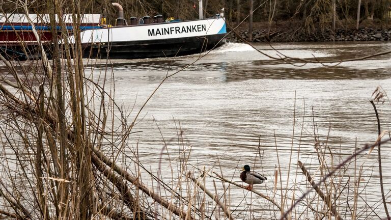 Eine Ente hat sich in einem Geäst am Mainufer in Mühlheim niedergelassen, während ein Frachtschiff flussaufwärts fährt.