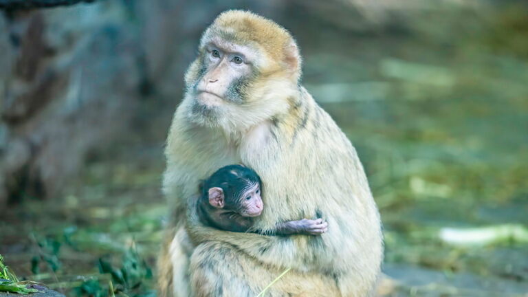 Nachwuchs bei den Berberaffen im Opel-Zoo, geboren am 31. Mai