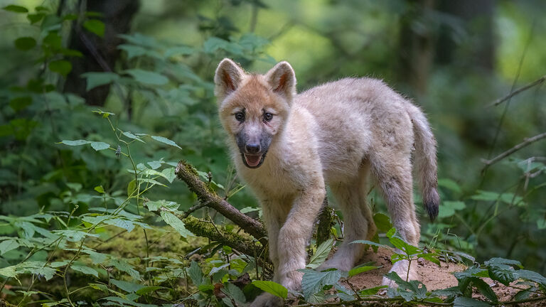 Junger Polarwolf