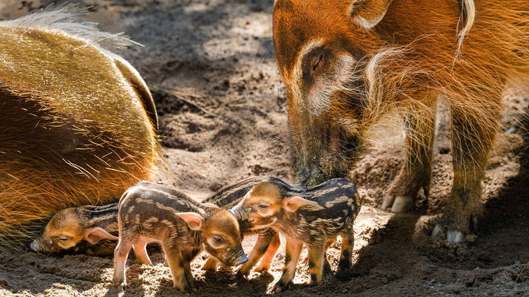 Vier Jungtiere bei den Afrikanischen Pinselohrschweinen im Opel-Zoo, geboren am 10. August.