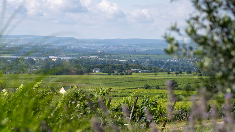 Blick von Burg Schwarzenstein im Rheingau über die Weinberge hinweg nach Rheinhessen