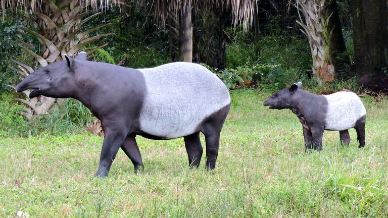Der Schabrackentapir war einst in ganz Südostasien verbreitet. Heute gilt er als stark bedroht. Im geplanten Bereich für asiatische Tiere des Kronberger Opel-Zoos soll auch eine Anlage für diese größte Tapirart entstehen.