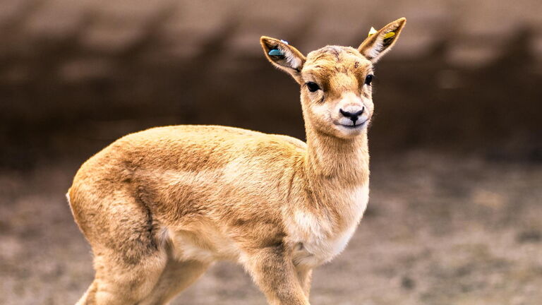 Die Hirschziegenantilope, einst häufigstes Tier Indiens und heiliges Tier im Hinduismus, ist nach erfolgreichen Schutzbemühungen nicht mehr gefährdet. Im Kronberger Opel-Zoo wurden im Januar 2025 drei Jungtiere geboren.