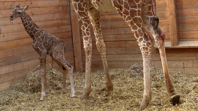 Zum ersten Mal seit 1984 haben die Netzgiraffen im Kronberger Opel-Zoo Nachwuchs. In den frühen Morgenstunden des 10. März brachte Netzgiraffe Kimia nach einer Tragzeit von 15 Monaten ihr erstes Jungtier zur Welt. Das Bild zeigt Giraffenmädchen Kianga („Sonnenschein“) im Alter von drei Stunden.