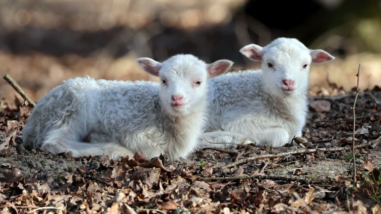 Pünktlich zum Osterfest sind bei den Moorschnucken im Wildpark Alte Fasanerie Hanau am Palmsonntag die ersten Lämmchen angekommen. Die robusten und anpassungsfähigen Tiere stammen aus den Marschgebieten Norddeutschlands und zählen zu den extrem gefährdeten Nutztierrassen.