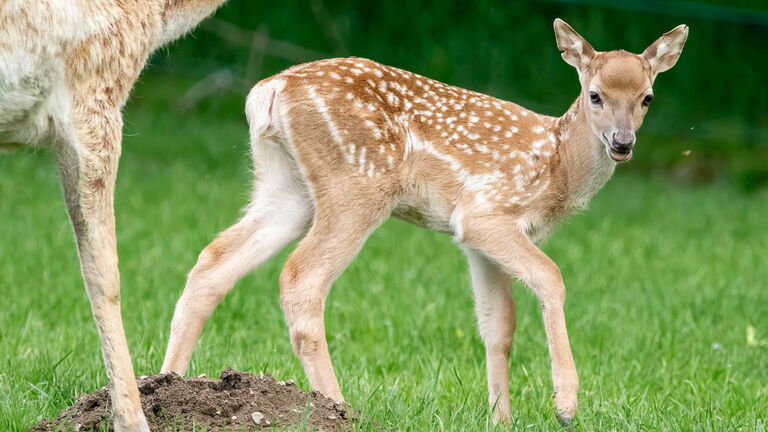 Grund zur Freude: Nachwuchs bei den Mesopotamischen Damhirschen im Kronberger Opel-Zoo. Die aus dem Nahen Osten stammenden Paarhufer sind in ihrem Bestand stark gefährdet.