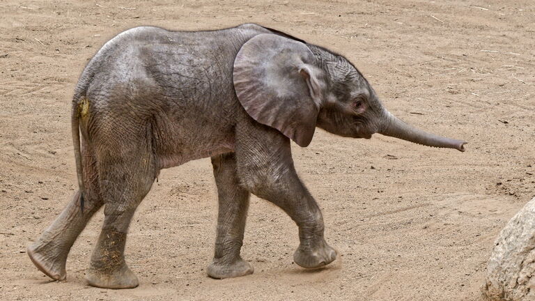 Bei den einzigen Elefanten Hessens wurde am 27. Mai zum ersten Mal seit 1968 wieder ein Jungtier geboren. Nach über 21 Monaten Tragzeit brachte die Afrikanische Elefantenkuh Kariba im Kronberger Opel-Zoo ihr erstes Kalb zur Welt. Die Tierpfleger gaben dem lebhaften Elefantenmädchen den Namen Kaja.