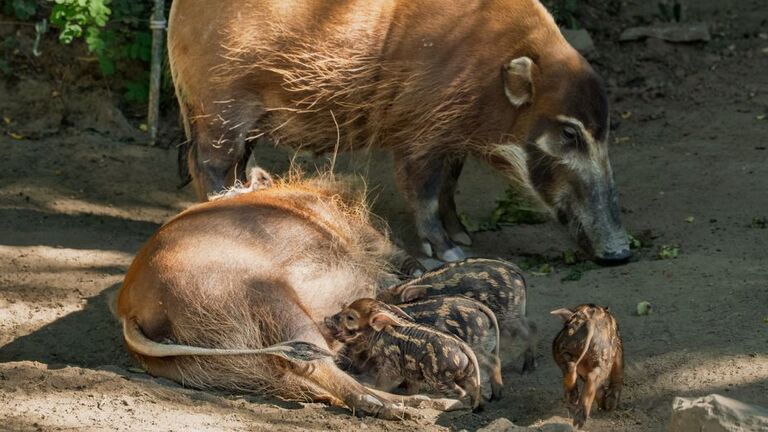 Vier gestreifte Pinselohr-Ferkel wuseln seit einigen Wochen durch die Außenanlage im Opel-Zoo. Zwei Muttertiere brachten Anfang August jeweils zwei Ferkel zur Welt. Wer zu wem gehört, ist dabei für Besucher nicht zu unterscheiden, denn sie werden alle vier von beiden Sauen gesäugt.