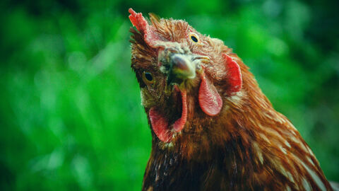 Huhn auf Futtersuche Huhn auf Futtersuche
