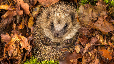 Ein Igel im Laub