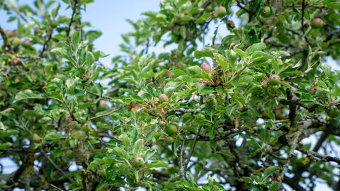 Apfelbaum auf der Streuobstwiese. Apfelbaum auf der Streuobstwiese.