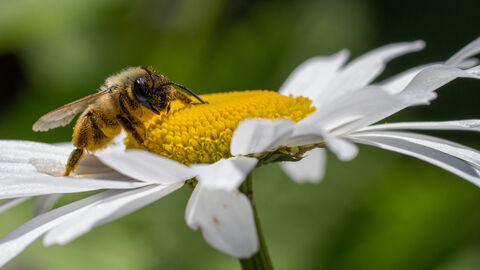 Emsige Biene mit Pollen Eine Biene sitzt auf eienr Margerite. An der Biene kleben Pollen.
