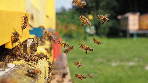 Ab ins Nest! Mehrere Bienen im Landeanflug auf ihren Bienenkasten.