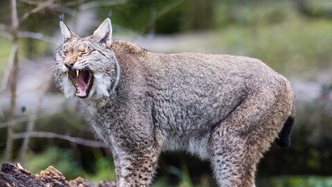 Ein Luchs im Opel-Zoo. Ein Luchs im Opel-Zoo.