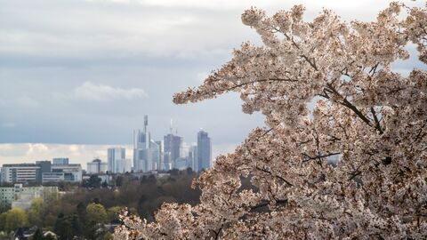 Vom Lohrberg in Frankfurt reicht der Blick über weite Teile des Rhein-Main-Gebiets, zum Beispiel auch auf die Skyline der Innenstadt. 