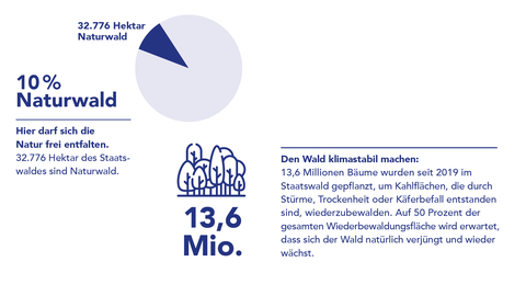 Grafik Wald Grafik Wald: Auf rund 10% der Waldfläche darf sich die Natur als "Naturwald" frei entfalten. Rund 13,6 Millionen Bäume wurden seit 2019 insgesamt gepflanzt.