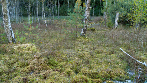 Wiedervernässter Moorteil im Spessart