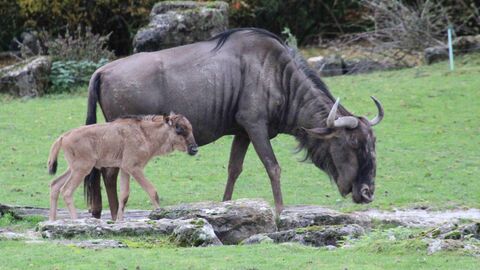 Am 31. Oktober 2023 im Opel-Zoo zur Welt gekommen: Ein Streifengnu. Am 31. Oktober 2023 im Opel-Zoo zur Welt gekommen: Ein Streifengnu.