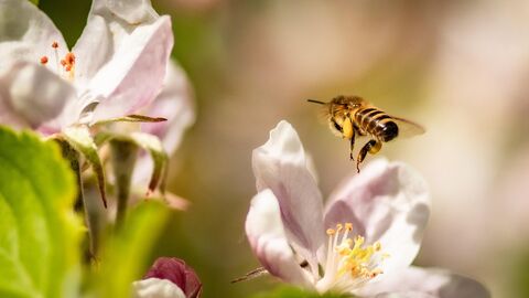 Ein Hessen ohne Bienen ist undenkbar Biene auf einer Blüte