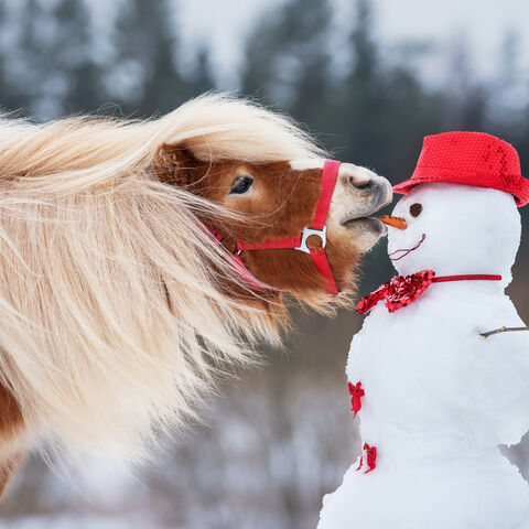 Deine Nase habe ich zum Fressen gern! Ein hellbraunes Pony streckt seinen Kopf, um einem Schneemann die Karotte aus dem Gesicht zu stibitzen